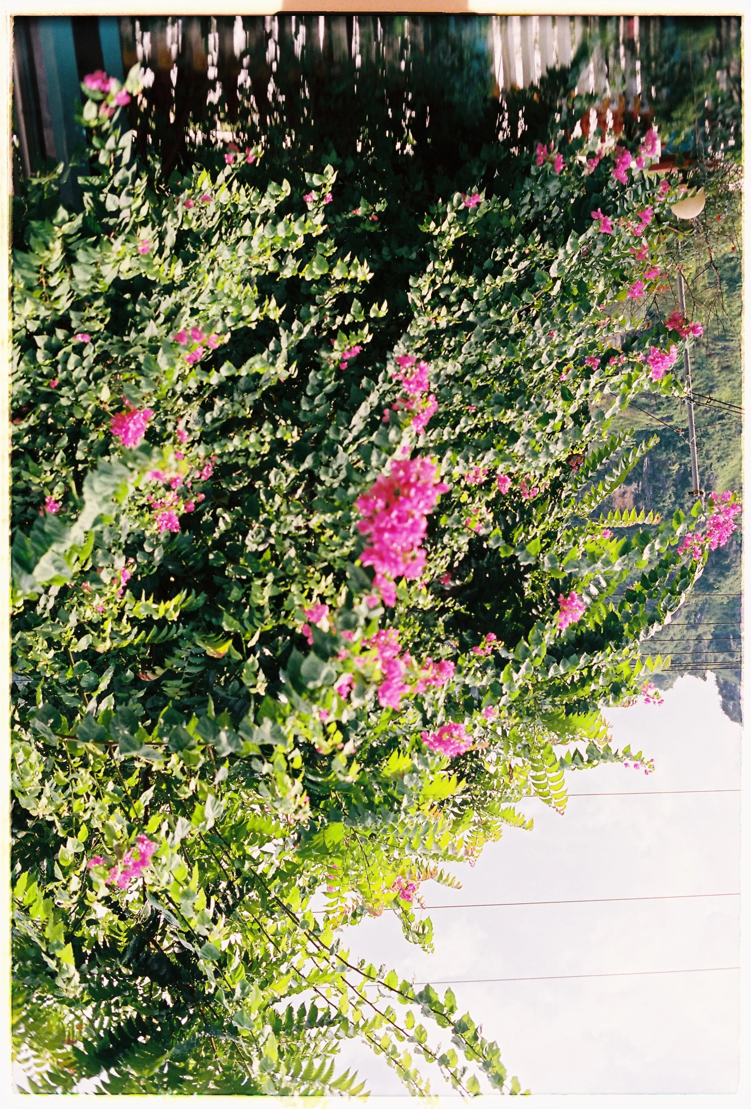 Film photograph from Vietnam, titled "ha giang flowers".